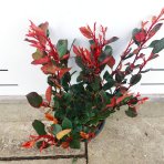 Červienka Fraserova (Photinia × fraseri) ´LITTLE RED ROBIN´ - výška 30-50 cm, kont. C3L